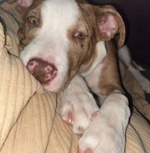 Meet your Posher, Kenneth